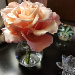 Meet your Posher, Karen